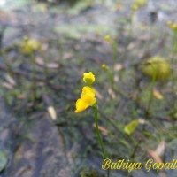 <i>Utricularia gibba</i>  L.